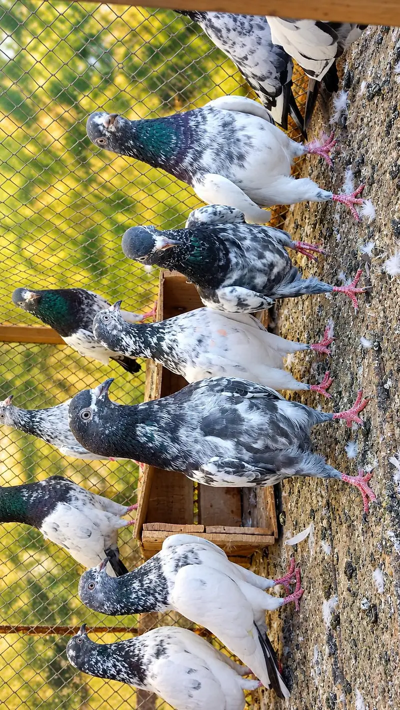 3 pairs,Males and Females — photo 4