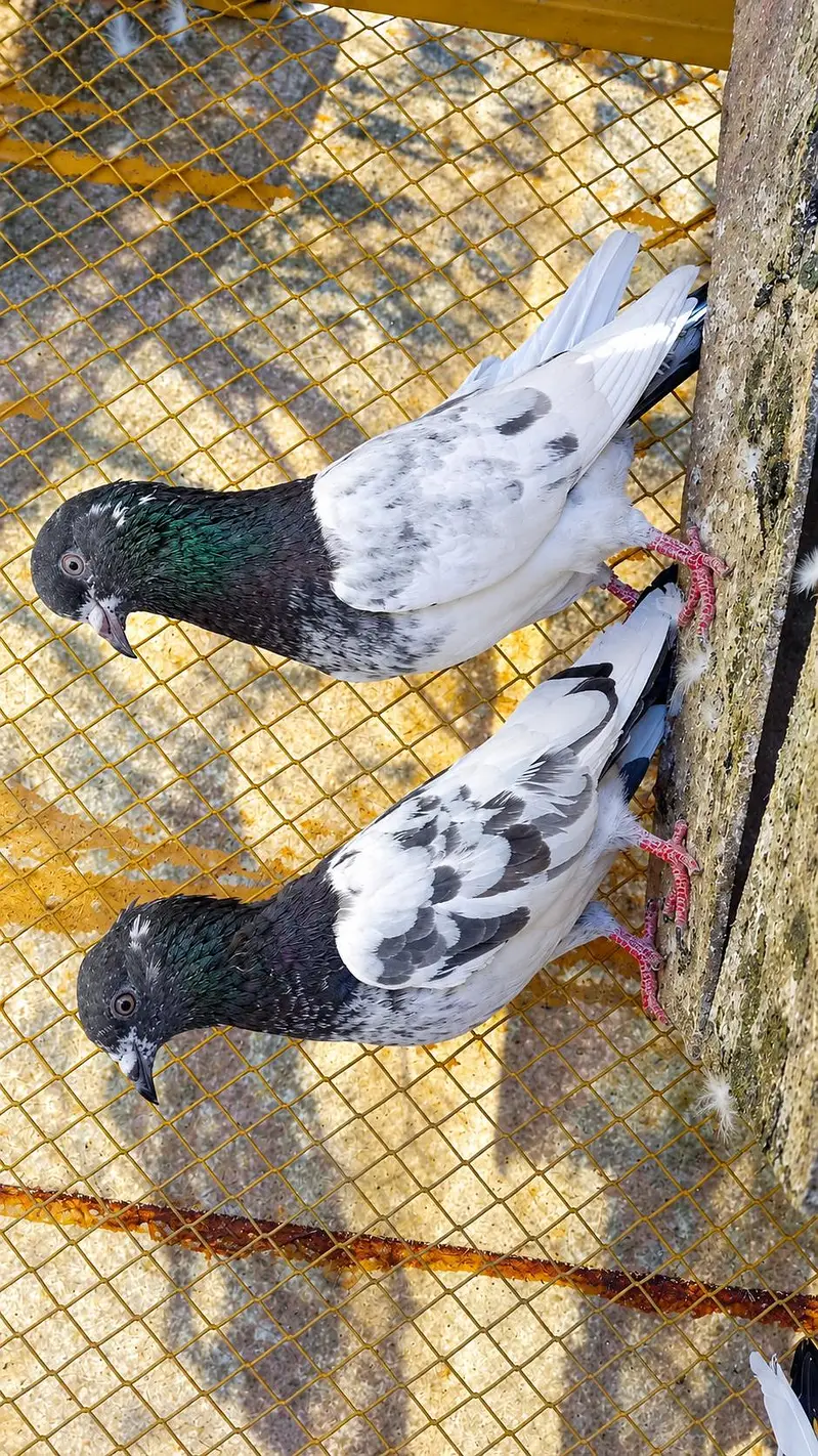 3 pairs,Males and Females — photo 5