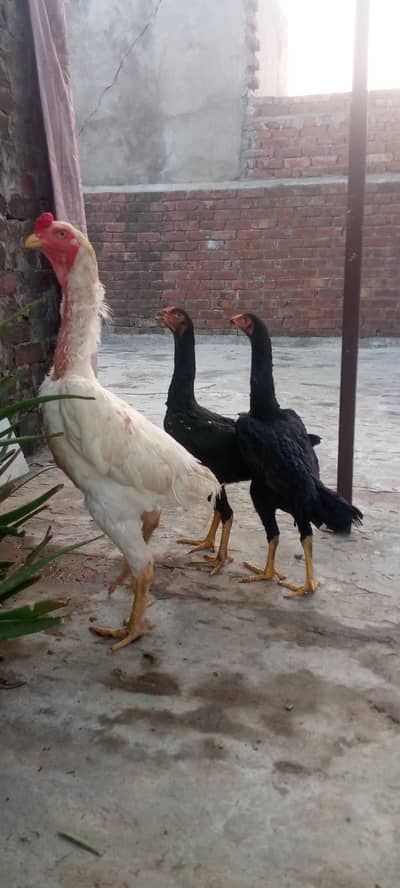 King German White Shamo Hen