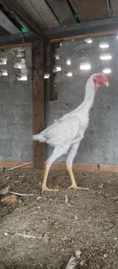 white shamo male and incubator