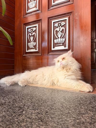 Heavy coat Male Cat  for sale or stud service.