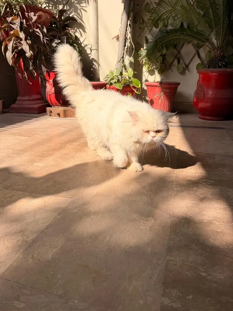 Heavy coat Male Cat  for sale or stud service. — photo 2