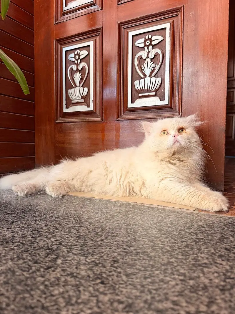 Heavy coat Male Cat  for sale or stud service. — photo 3