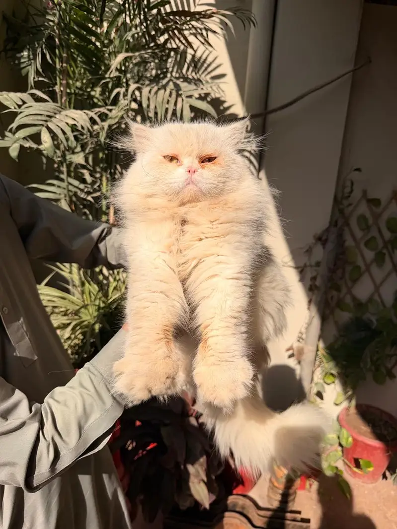 Heavy coat Male Cat  for sale or stud service. — photo 4