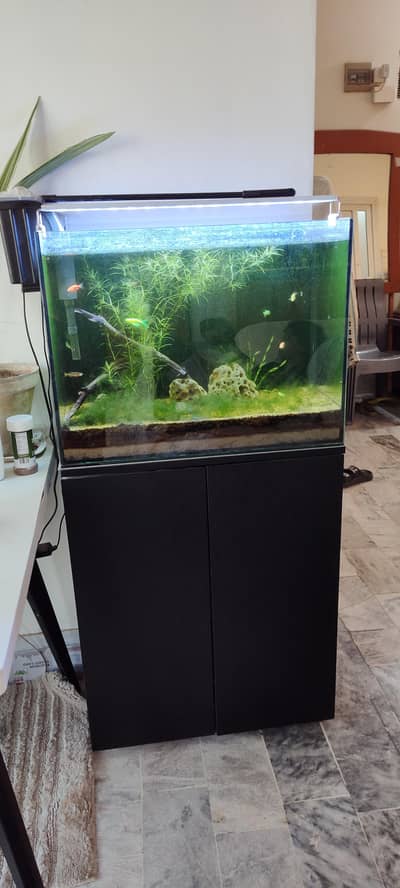fish aquarium