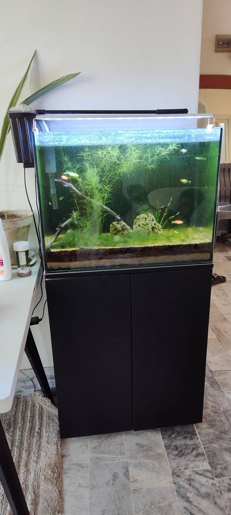 fish aquarium 1
