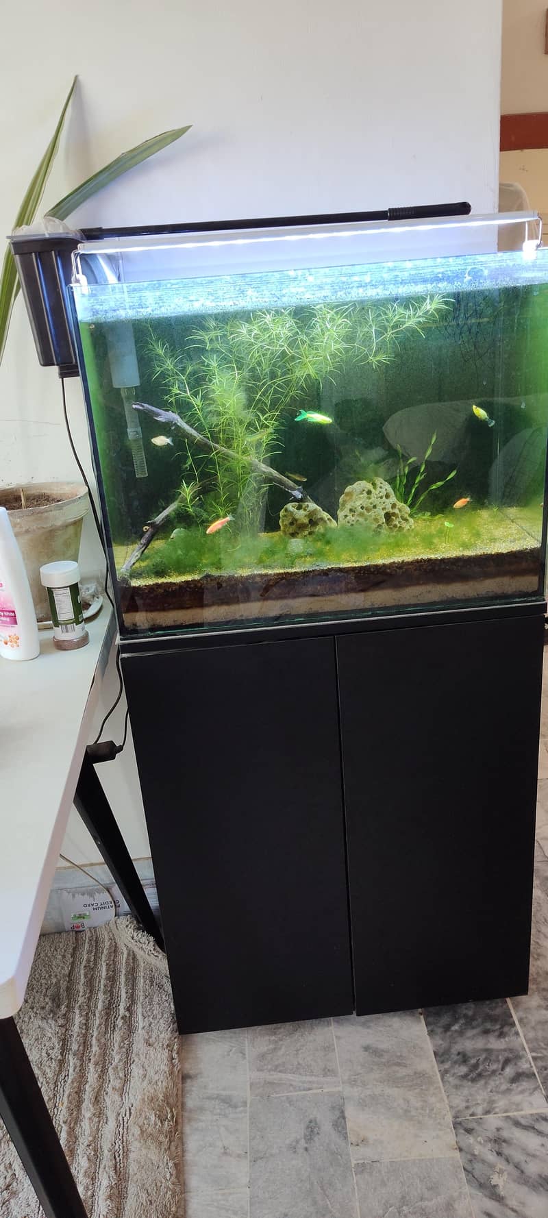 fish aquarium 4