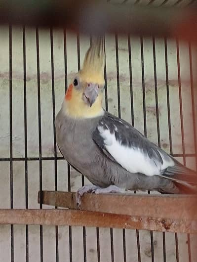 Young Male Cocktail Available For Sale