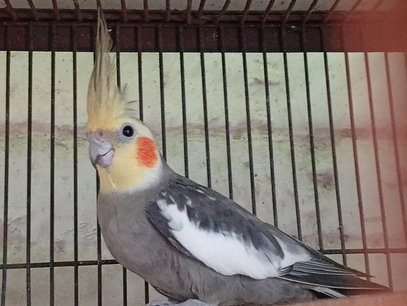 Young Male Cocktail Available For Sale — photo 2