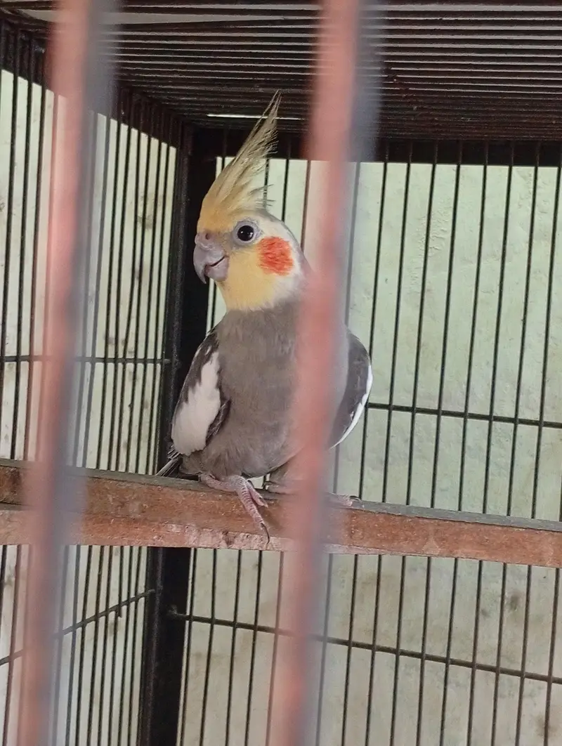 Young Male Cocktail Available For Sale — photo 3