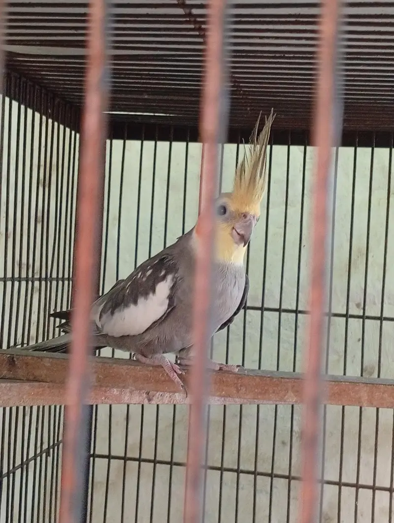Young Male Cocktail Available For Sale — photo 4