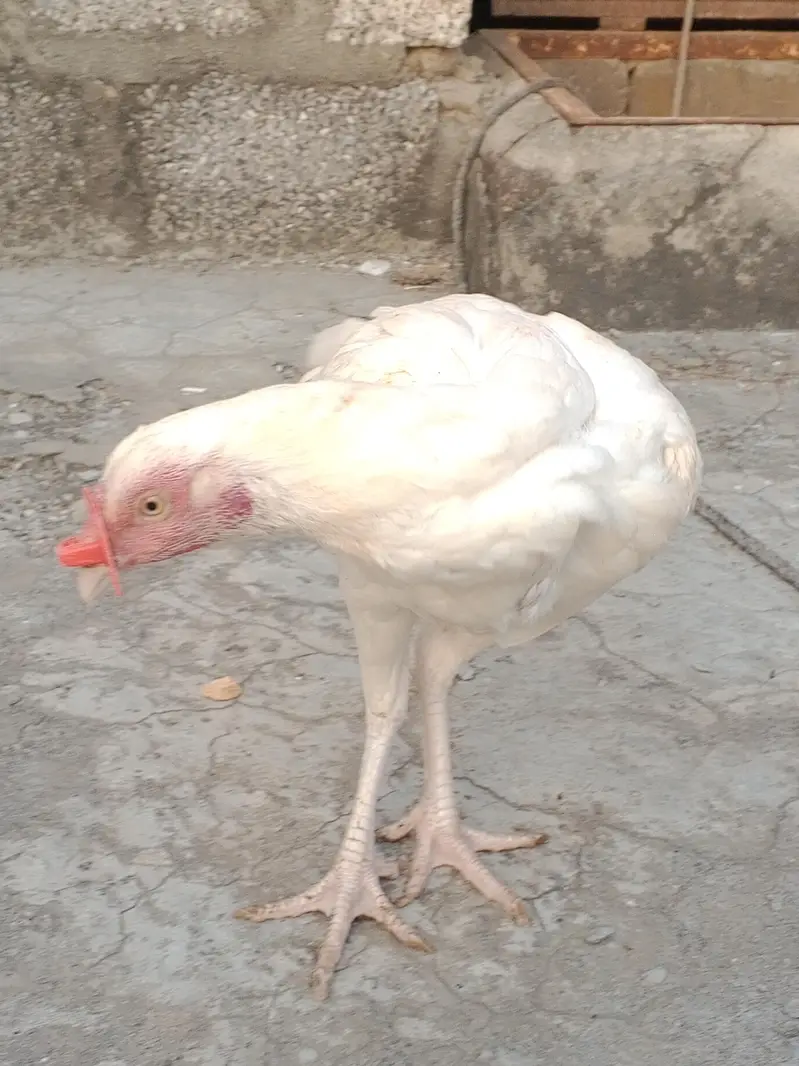 Aseel Heera Madi — photo 2
