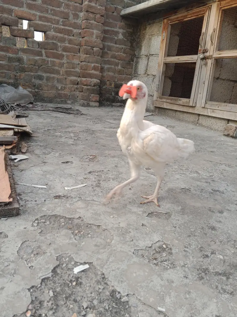Aseel Heera Madi — photo 3