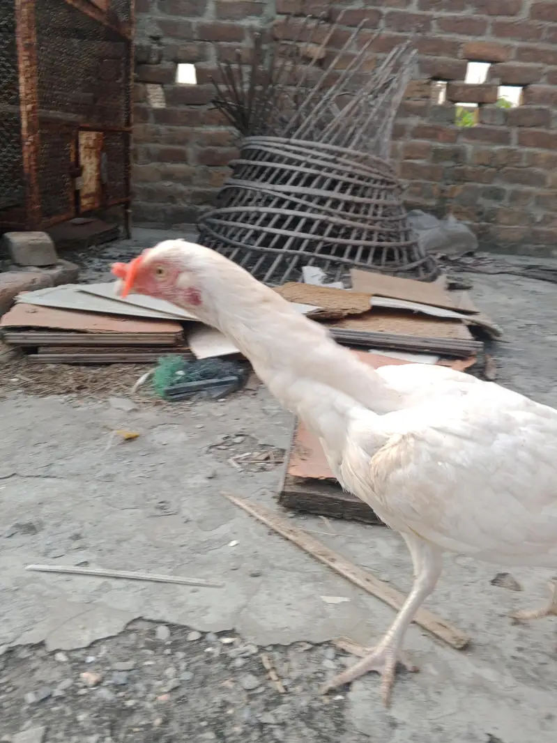Aseel Heera Madi — photo 4