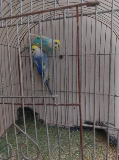 rainbow budgies