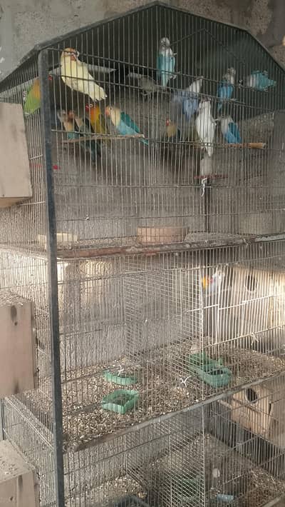 lovebird