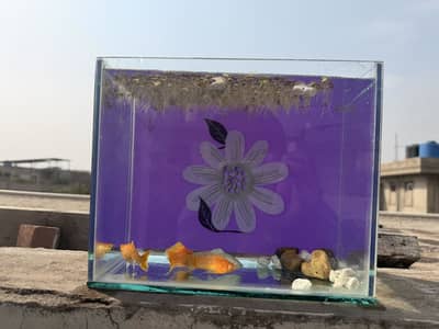 Beautiful giant size mollies with tank
