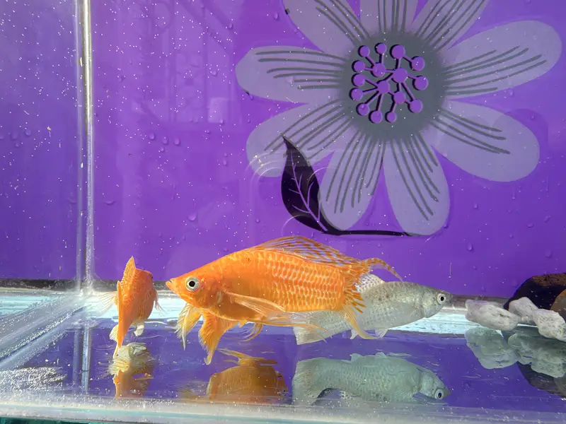 Beautiful giant size mollies with tank — photo 2