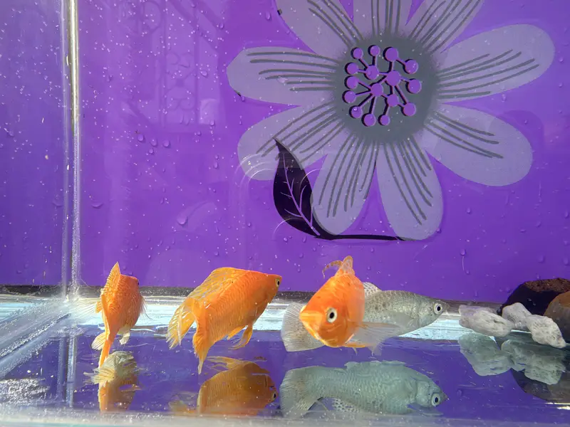 Beautiful giant size mollies with tank — photo 3