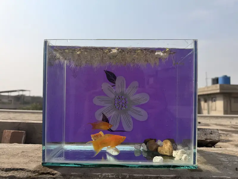 Beautiful giant size mollies with tank — photo 4