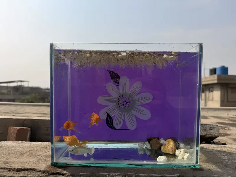 Beautiful giant size mollies with tank — photo 5
