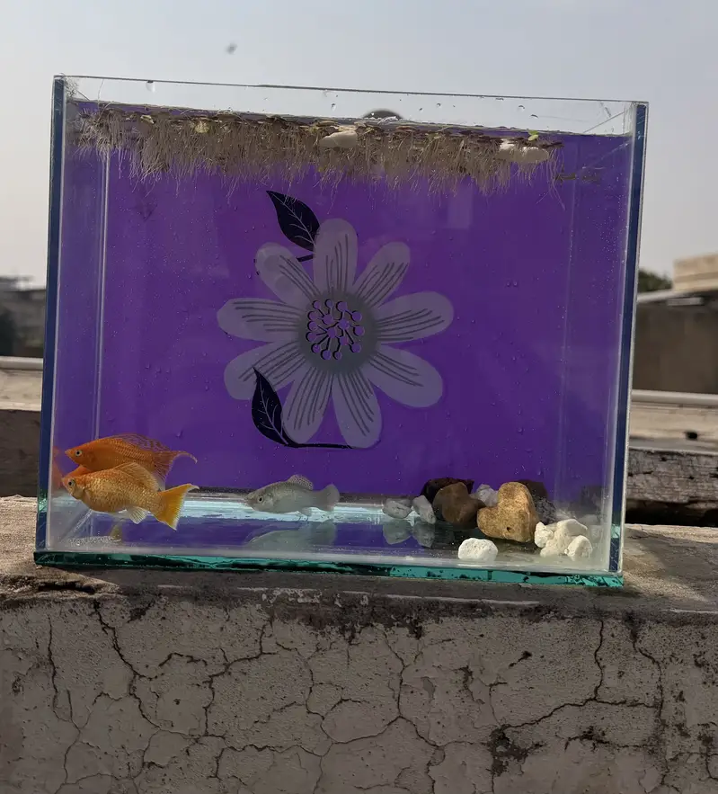Beautiful giant size mollies with tank — photo 6
