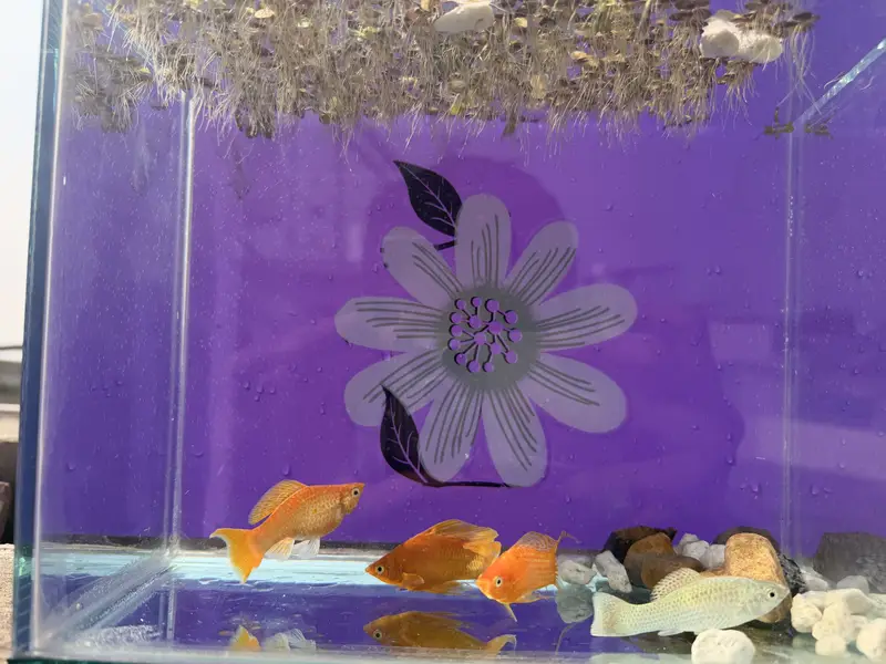 Beautiful giant size mollies with tank — photo 7