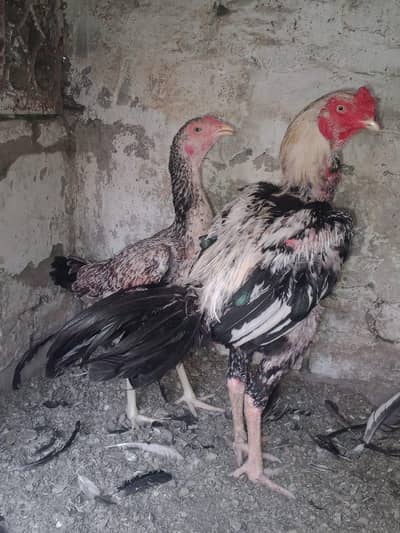 Fertile eggs or boski hen for sale