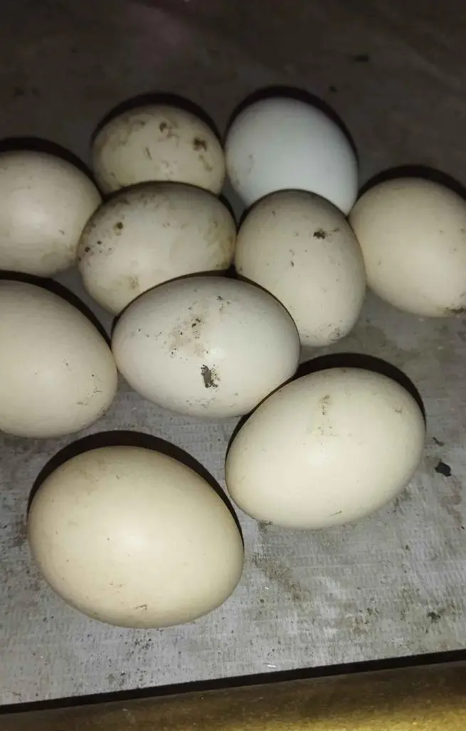 Fertile eggs or boski hen for sale — photo 2