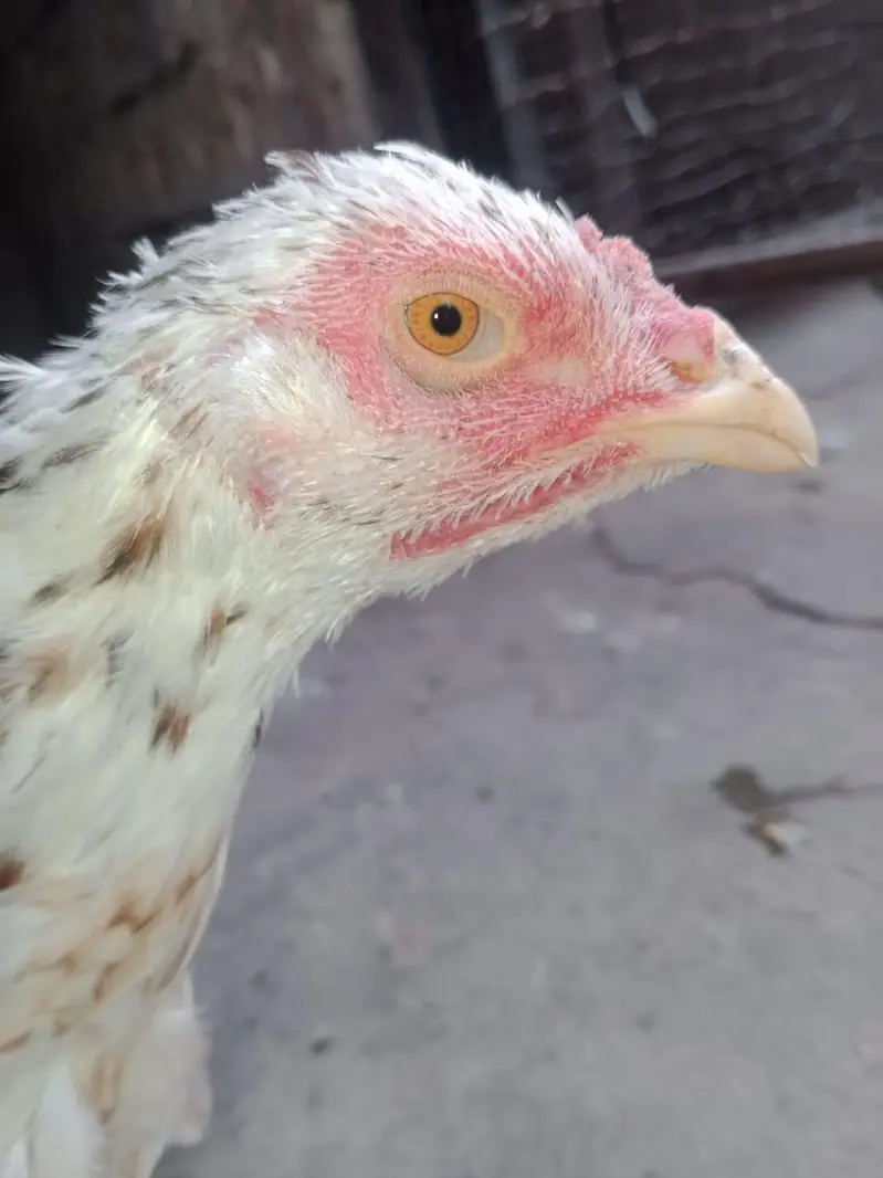 Fertile eggs or boski hen for sale — photo 3