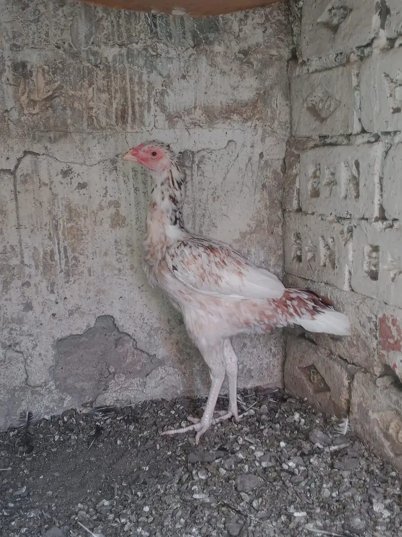 Fertile eggs or boski hen for sale — photo 4