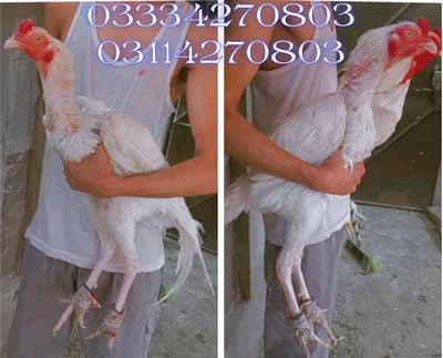 Read Add/Heera/chick//pathy/madi/murga/hera/hira/hen/white/aseel/pathi