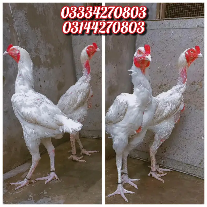 Read Add/Heera/chick//pathy/madi/murga/hera/hira/hen/white/aseel/pathi — photo 2