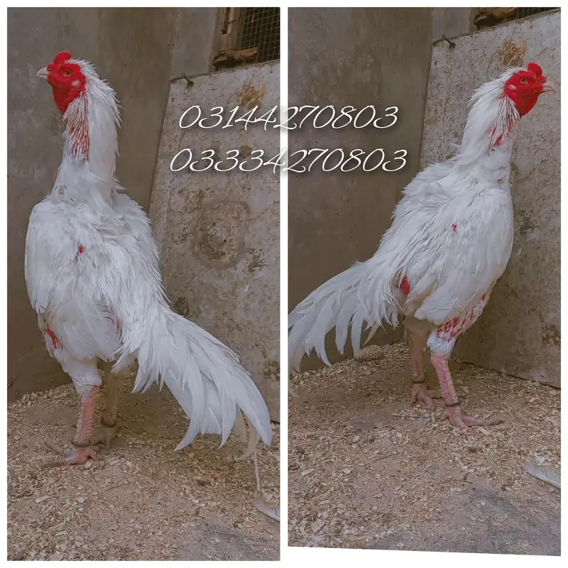 Read Add/Heera/chick//pathy/madi/murga/hera/hira/hen/white/aseel/pathi — photo 7