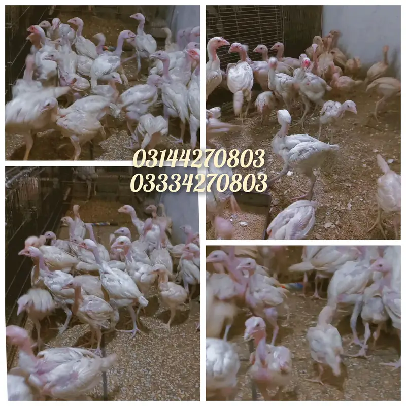 Read Add/Heera/chick//pathy/madi/murga/hera/hira/hen/white/aseel/pathi — photo 11