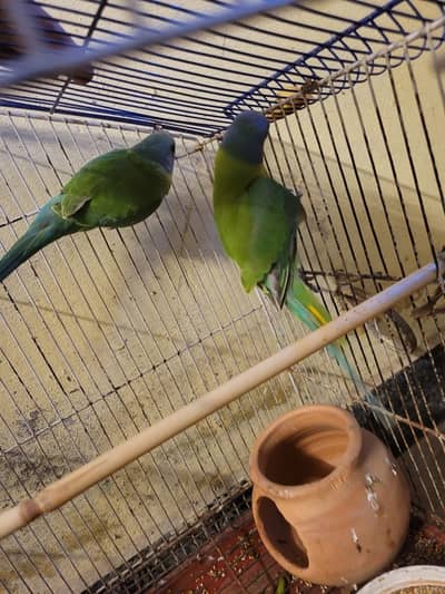 Plum headed parrot at very cheap rate