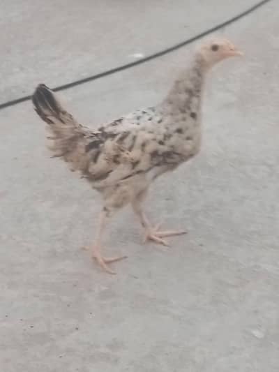 Healthy and active Charu .