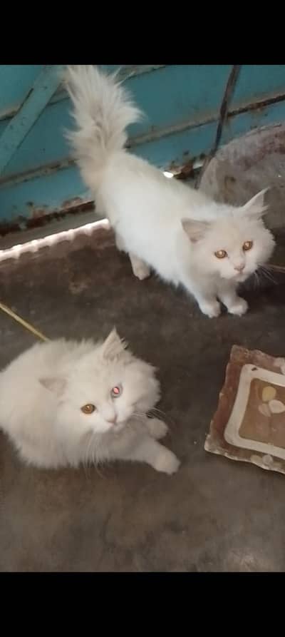 male and female for sale