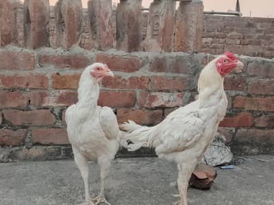 Heera Aseel | Adult pair for sell active & healthy | good quality pair
