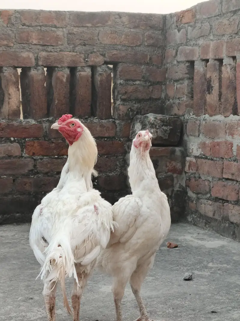 Heera Aseel | Adult pair for sell active & healthy | good quality pair — photo 2