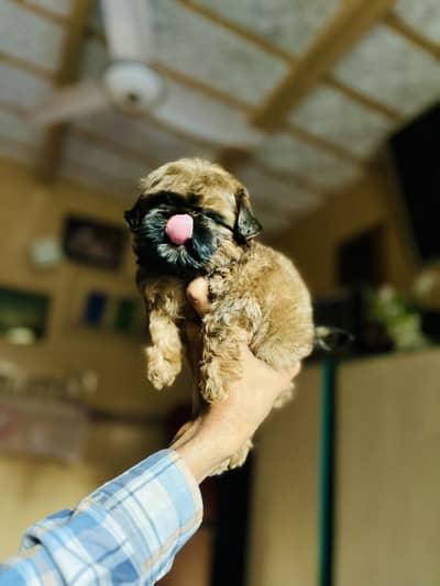 Shitzu male puppy/ tea cup size / toys