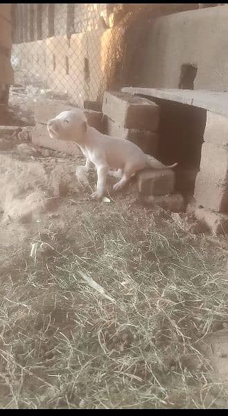 Gultair Female pup for sale,03019468306