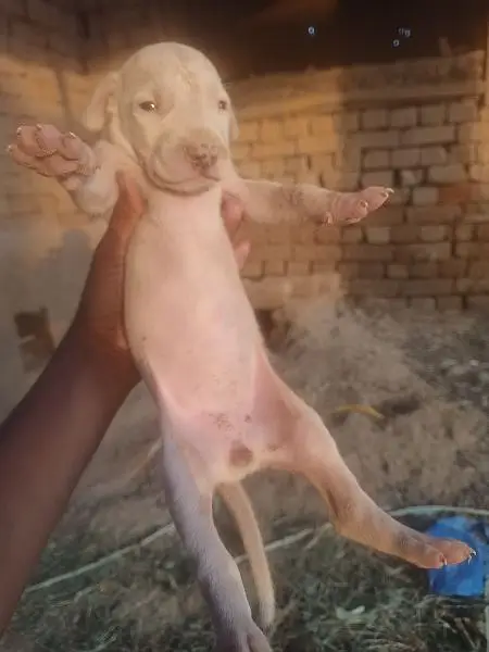 Gultair Female pup for sale,03019468306 — photo 2