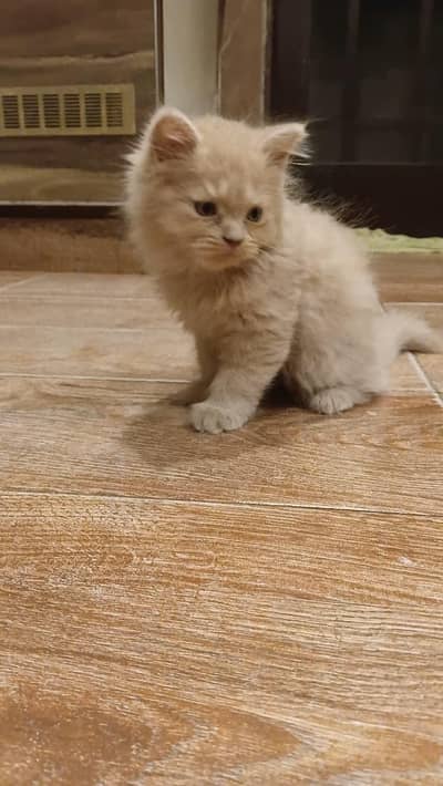 Persian Kitten For Sale
