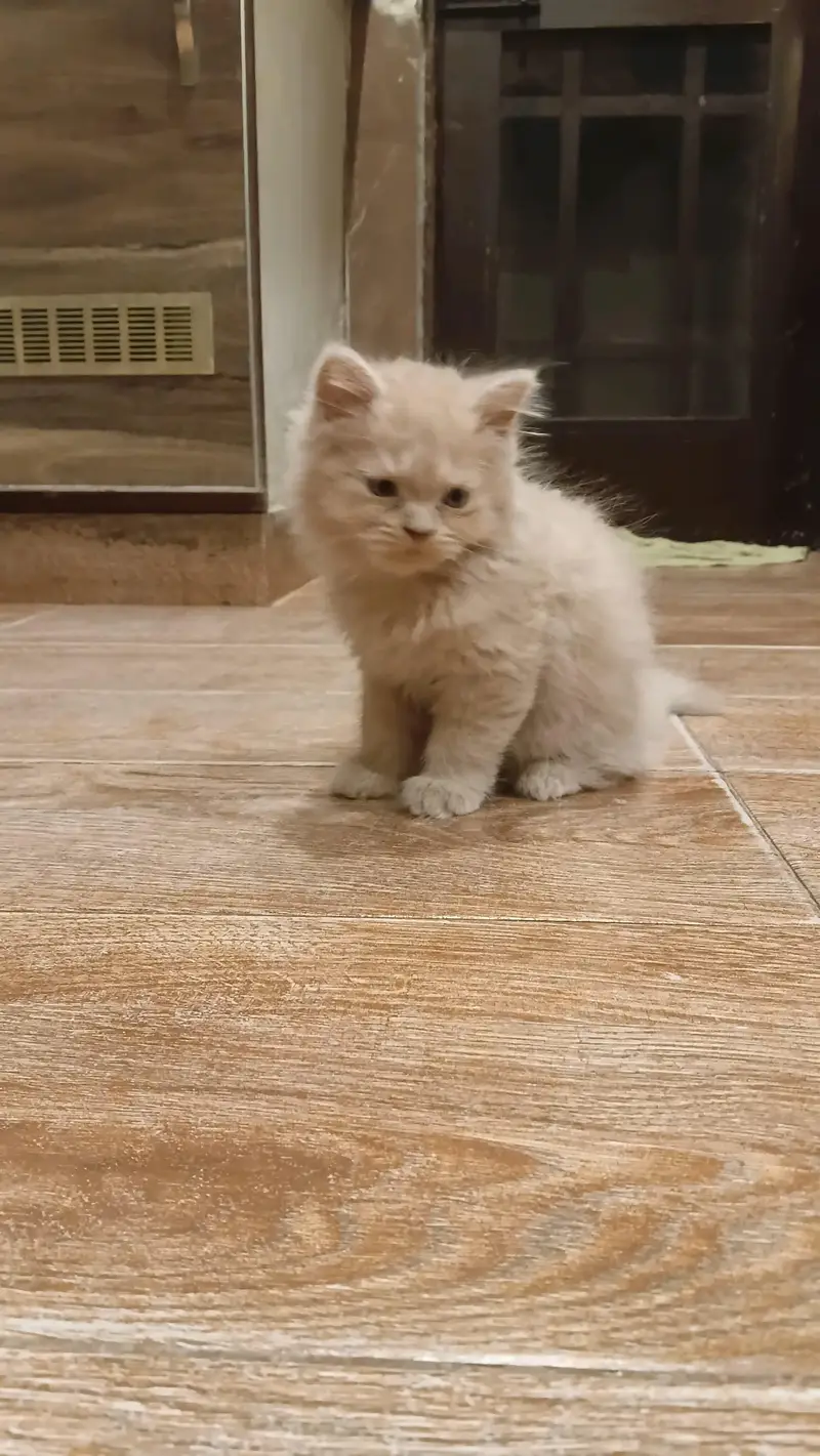 Persian Kitten For Sale — photo 3