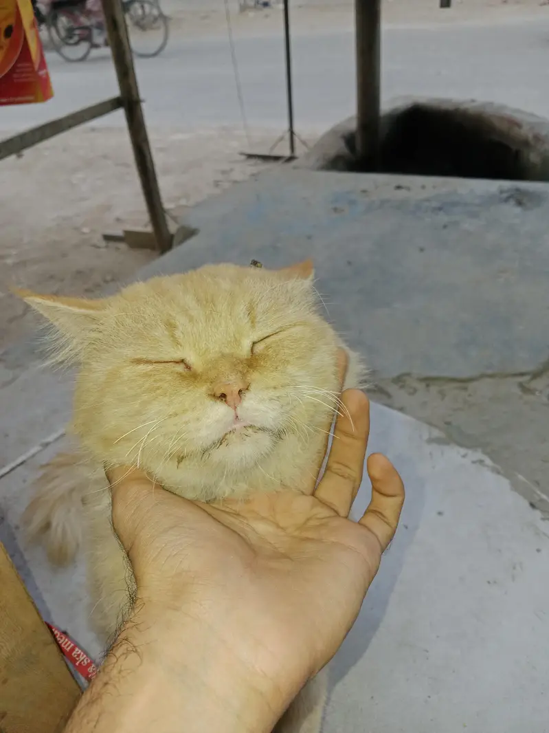 Persian cat brown yellow eyes — photo 2