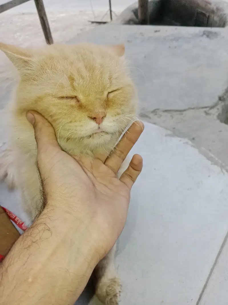 Persian cat brown yellow eyes — photo 3