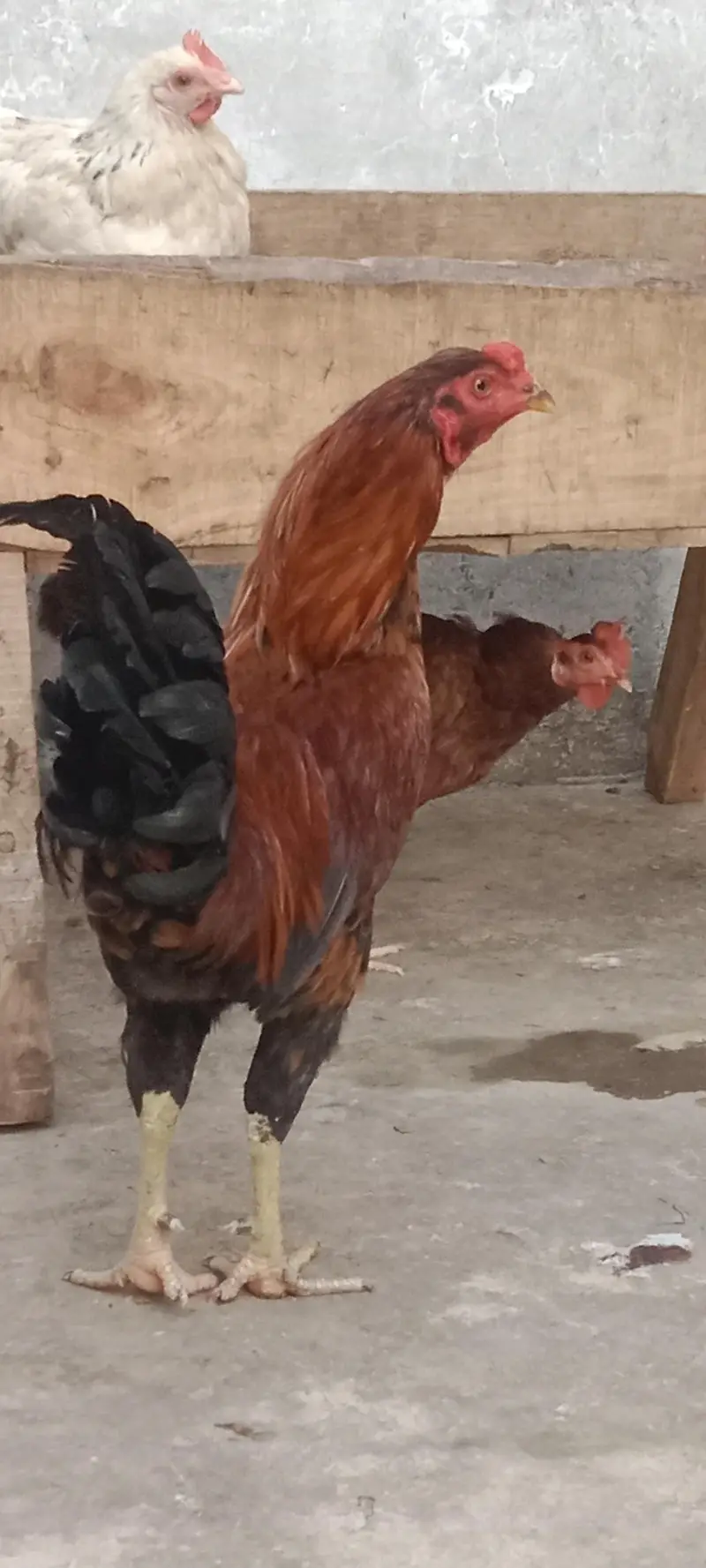Aseel Murga Healthy and active breder — photo 2