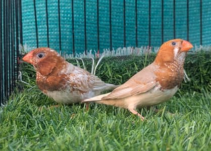 Half orange Finch male available