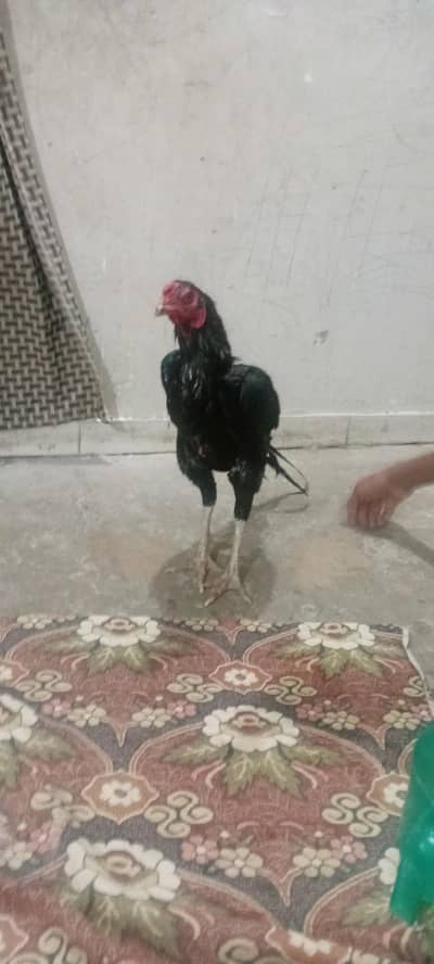 Aseel Black
